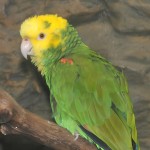 黄冠亚马逊鹦鹉-缩略图-4