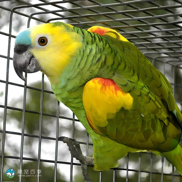 黄冠亚马逊鹦鹉-5