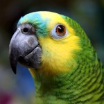 黄冠亚马逊鹦鹉-缩略图-6