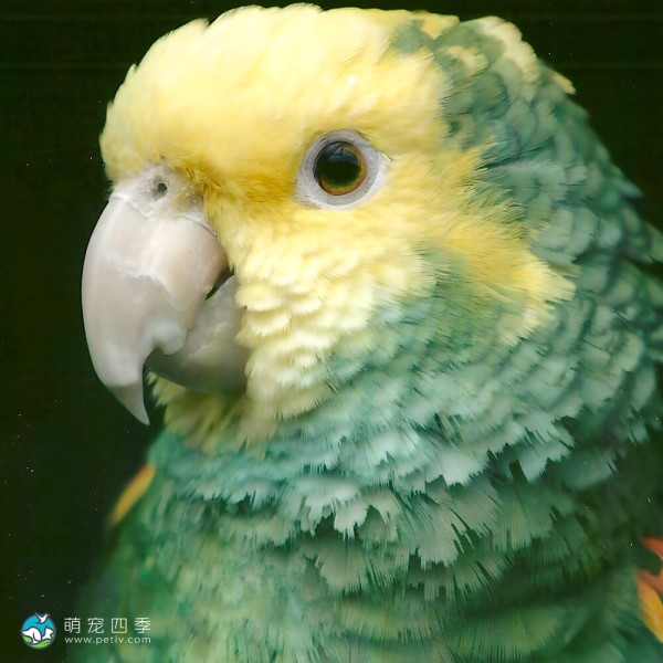 黄冠亚马逊鹦鹉-7