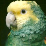 黄冠亚马逊鹦鹉-缩略图-7