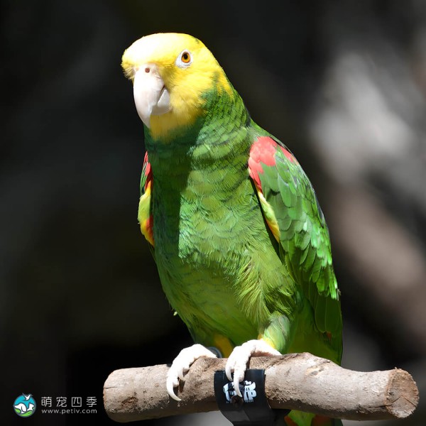 黄冠亚马逊鹦鹉-9