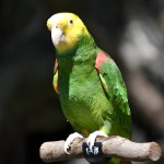 黄冠亚马逊鹦鹉-缩略图-9