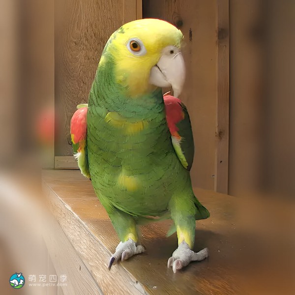 黄冠亚马逊鹦鹉-10