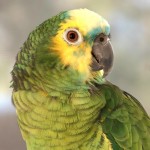 黄冠亚马逊鹦鹉-缩略图-11
