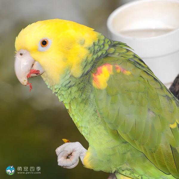 黄冠亚马逊鹦鹉-12