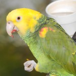 黄冠亚马逊鹦鹉-缩略图-12