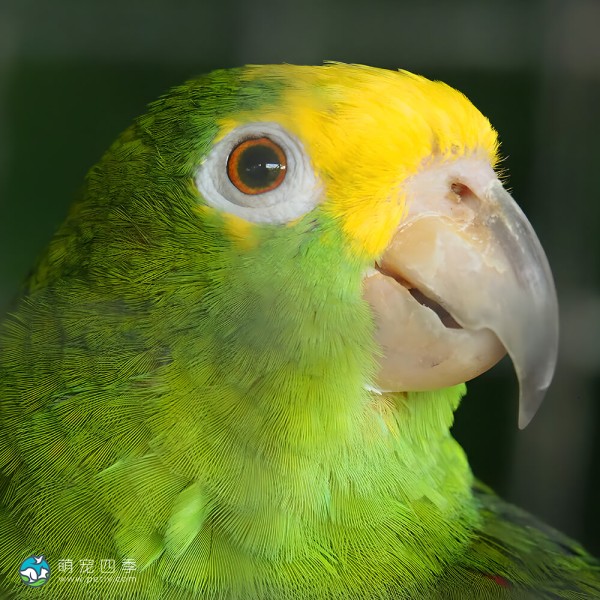 黄冠亚马逊鹦鹉-13