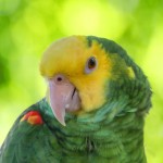 黄冠亚马逊鹦鹉-缩略图-14