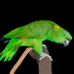 黄颈亚马逊鹦鹉-缩略图-1