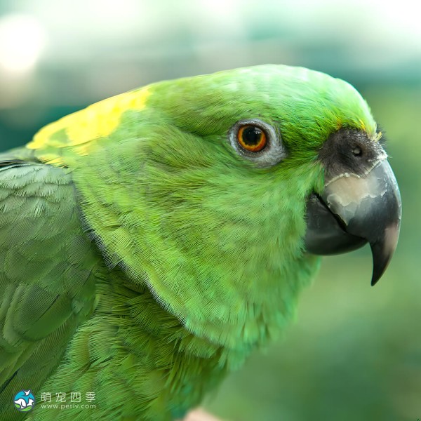 黄颈亚马逊鹦鹉-2