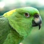 黄颈亚马逊鹦鹉-缩略图-2