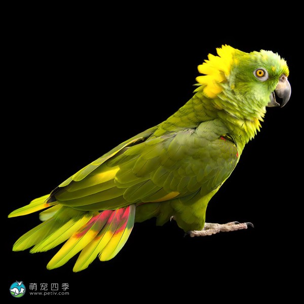 黄颈亚马逊鹦鹉-3