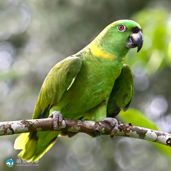 黄颈亚马逊鹦鹉-4