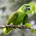 黄颈亚马逊鹦鹉-缩略图-4