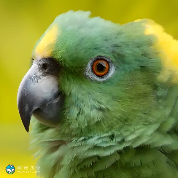 黄颈亚马逊鹦鹉-5