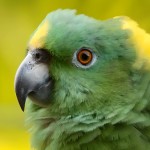 黄颈亚马逊鹦鹉-缩略图-5