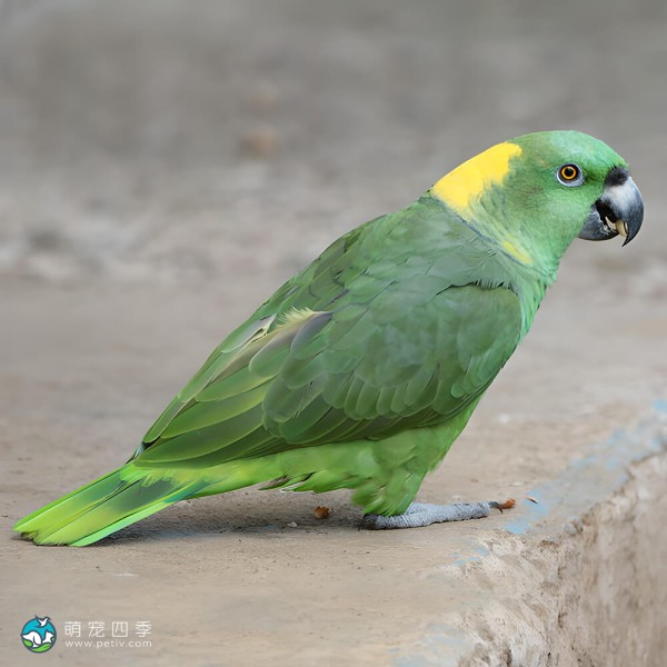 黄颈亚马逊鹦鹉-6