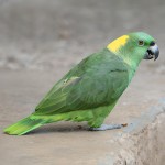 黄颈亚马逊鹦鹉-缩略图-6