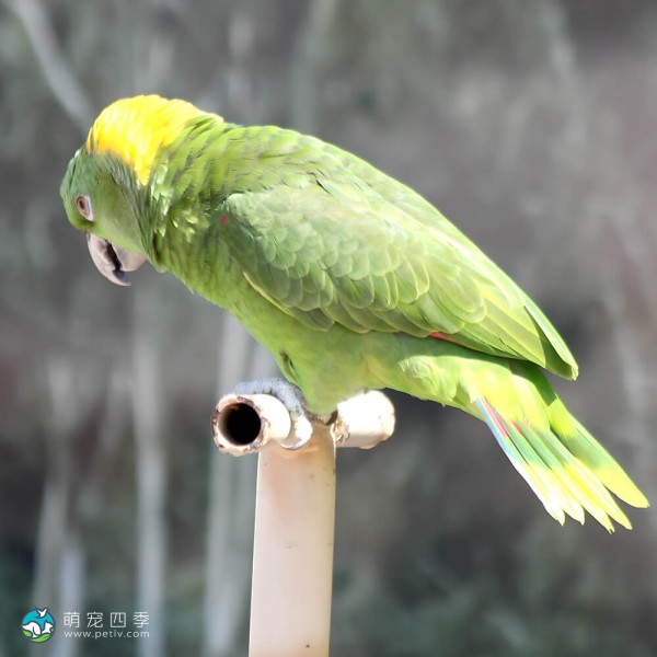 黄颈亚马逊鹦鹉-7