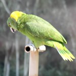 黄颈亚马逊鹦鹉-缩略图-7