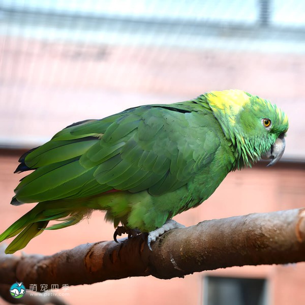黄颈亚马逊鹦鹉-8