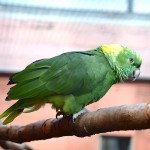 黄颈亚马逊鹦鹉-缩略图-8