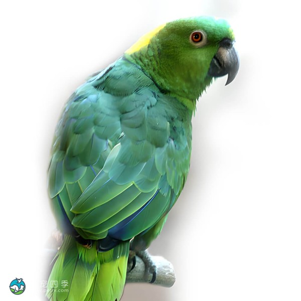 黄颈亚马逊鹦鹉-9