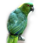 黄颈亚马逊鹦鹉-缩略图-9