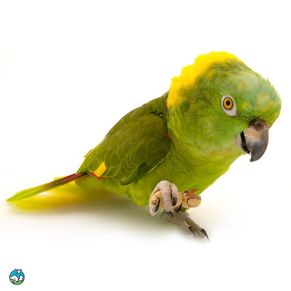 黄颈亚马逊鹦鹉-10