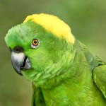 黄颈亚马逊鹦鹉-缩略图-11