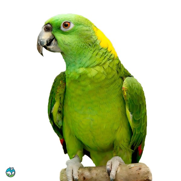 黄颈亚马逊鹦鹉-12