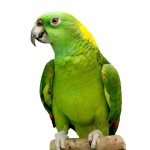 黄颈亚马逊鹦鹉-缩略图-12