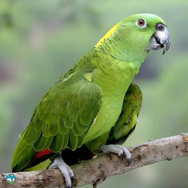 黄颈亚马逊鹦鹉-13