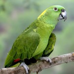 黄颈亚马逊鹦鹉-缩略图-13