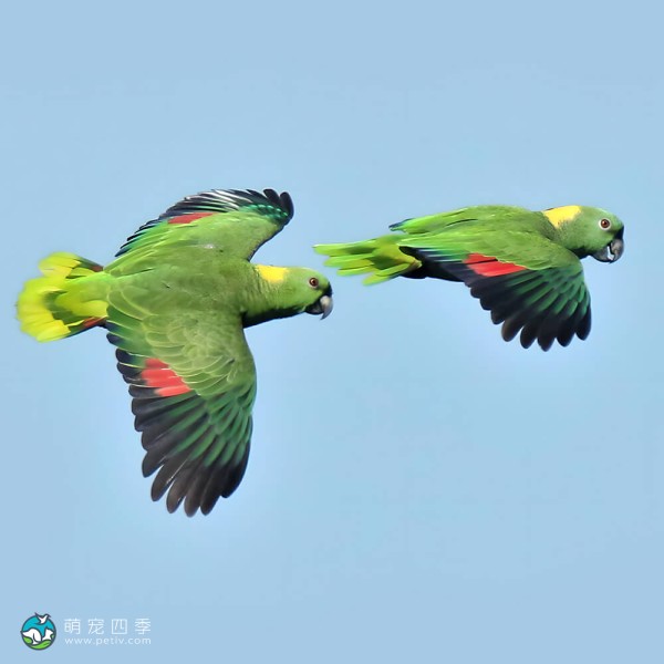 黄颈亚马逊鹦鹉-14