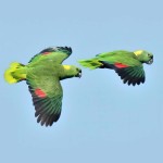 黄颈亚马逊鹦鹉-缩略图-14