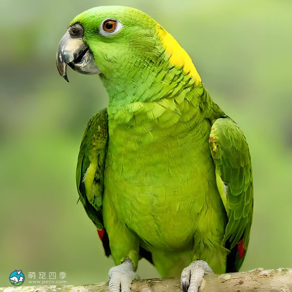 黄颈亚马逊鹦鹉-15