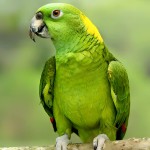 黄颈亚马逊鹦鹉-缩略图-15