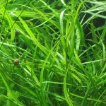 长叶细柳草-缩略图-2