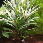 长叶细柳草-缩略图-3