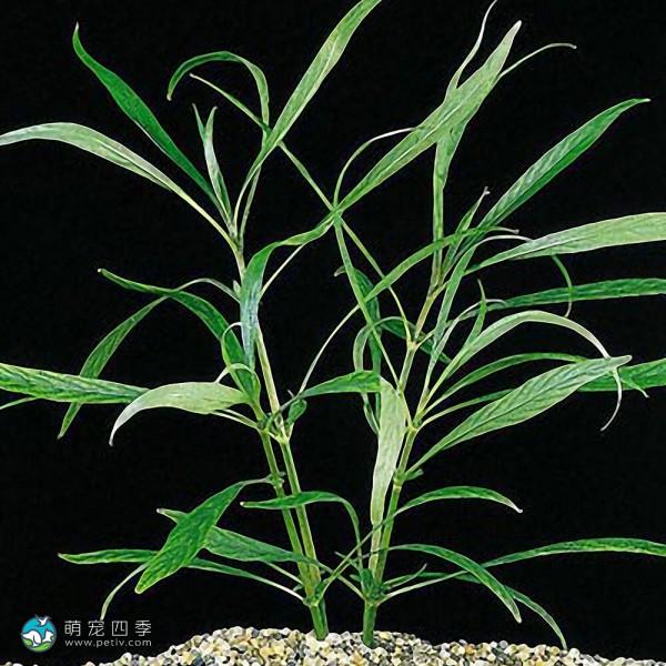 长叶细柳草-4