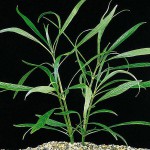 长叶细柳草-缩略图-4