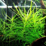 长叶细柳草-缩略图-5