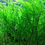 长叶细柳草-缩略图-6