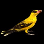 黄鹂-缩略图-2
