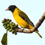 黄鹂-缩略图-8