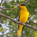 黄鹂-缩略图-10