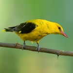 黄鹂-缩略图-12