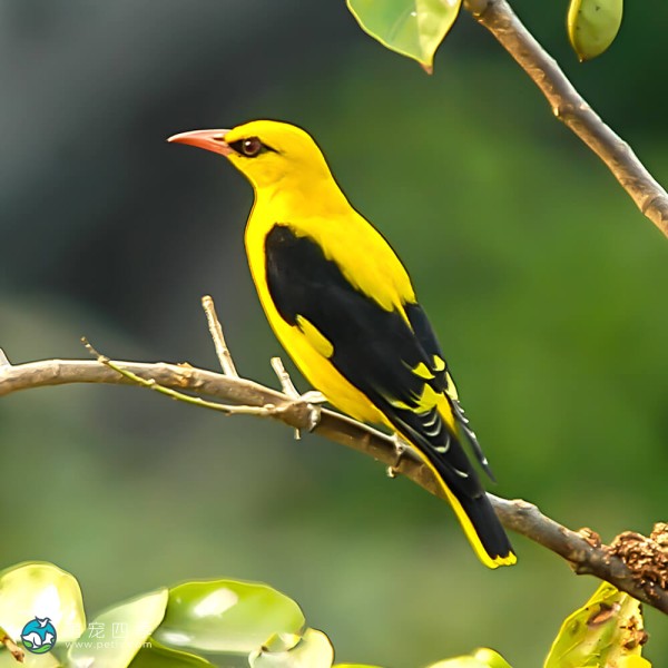 黄鹂-13